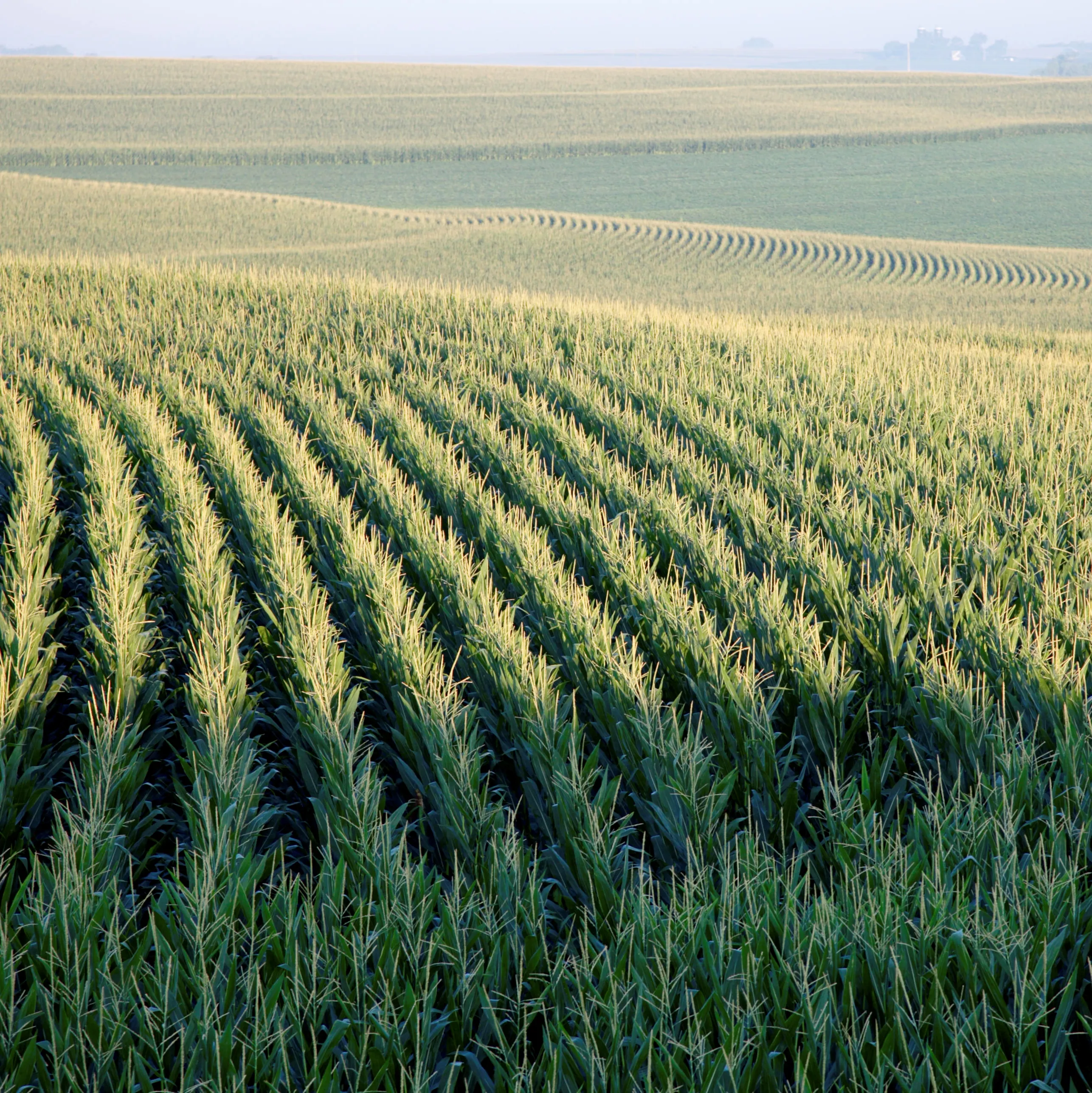 FeedBunk Daily Brief